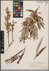 Foto von Salix cinerea L. x Salix viminalis L.